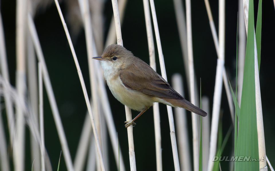 Marsh Warbler (Acrocephalus palustris)